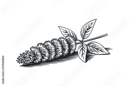 Detailed black and white drawing of a flowering plant sprig with spiky blossoms and leaves. Vector hand drawn illustration