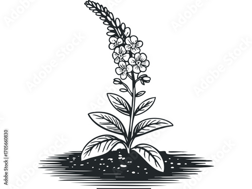 Black and White Linocut Style Blooming Plant with Soil. Vector hand drawn illustration