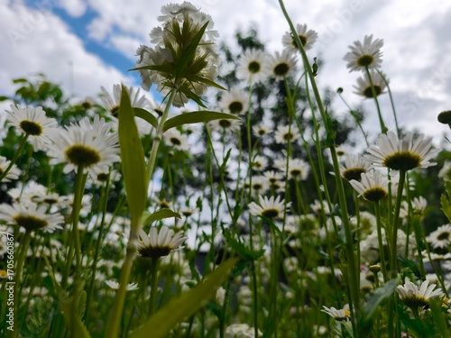 beautiful white chamimile blooming in the summer garden in the blue sky background