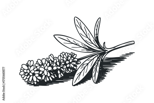 Ink sketch of a flowering plant sprig. Vector hand drawn illustration