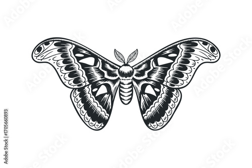 Detailed Outline of a Giant Atlas Moth Insect Flying Transparent. Vector hand drawn illustration