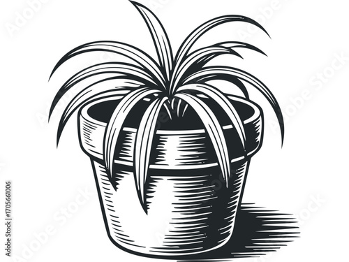 Potted plant with long, slender leaves on transparent background. Vector hand drawn illustration