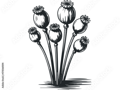 Group of seven stylized poppy seed pods in black and white with thin stems. Vector hand drawn illustration