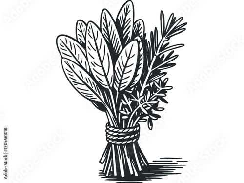 Herbs tied with rope, line drawing on white. Vector hand drawn illustration