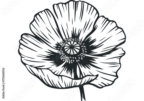 Black and white poppy flower head illustration on transparent background. Vector hand drawn illustration