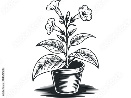 Plant with blooming trumpet flowers in a pot line drawing. Vector hand drawn illustration