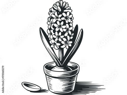 Potted Hyacinth Blossom with Leaf and Spoon Outline on White. Vector hand drawn illustration