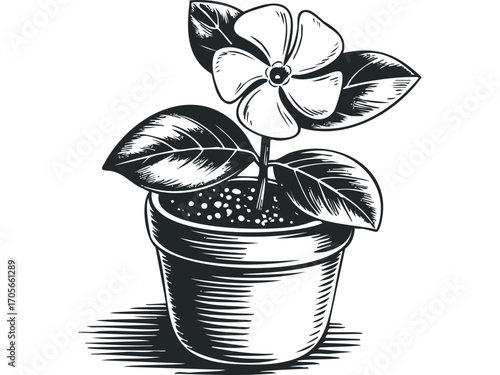 Potted flower with five petals and leaves on transparent background. Vector hand drawn illustration