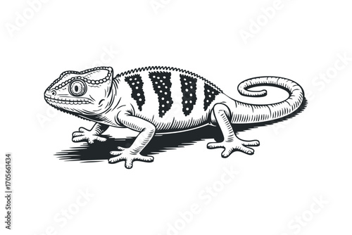 Chameleon reptile monochrome woodcut style. Vector hand drawn illustration