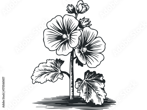 Black and white outline drawing of a hollyhock plant on transparent background. Vector hand drawn illustration