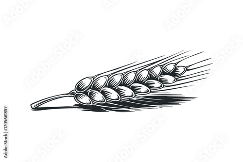 Single wheat stalk drawing on transparent background. Vector hand drawn illustration