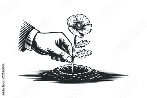 Hand planting a poppy flower seedling. Vector hand drawn illustration