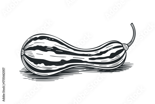 Gourd vegetable isolated on transparent with hatching effect. Vector hand drawn illustration