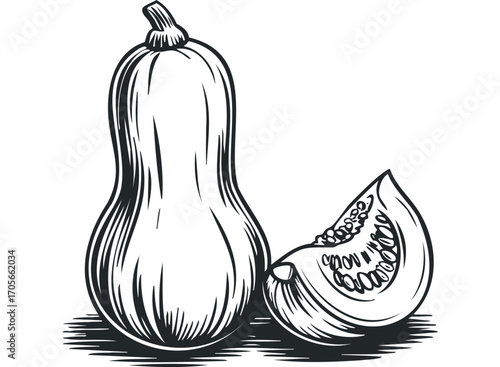 Butternut squash with a slice showing seeds, graphic. Vector hand drawn illustration
