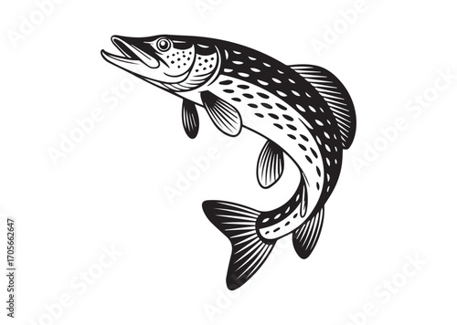 Fish pike line art vector