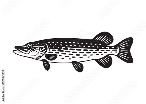 Fish pike line art vector