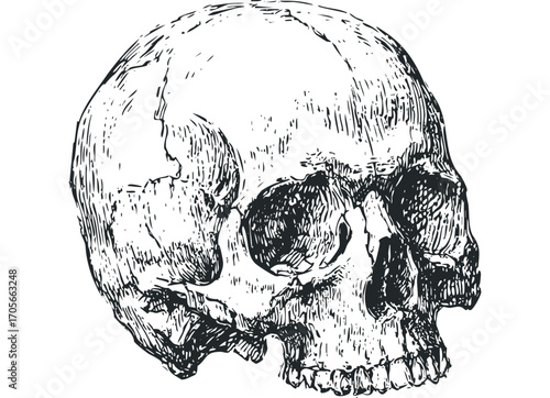 Hand Drawn Skull with Transparent Background. Vector hand drawn illustration