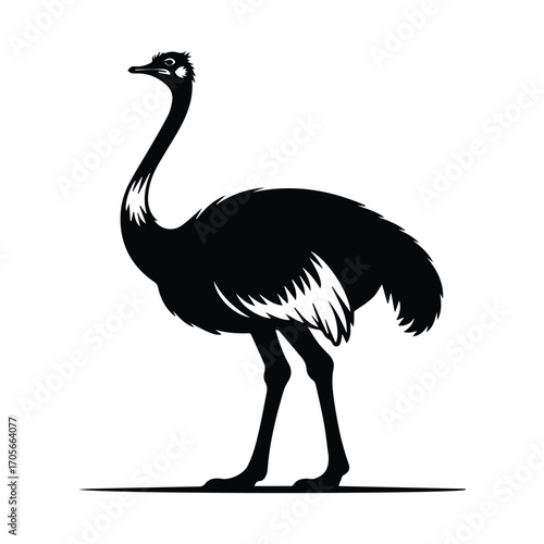 Elegant Emu Silhouette Vector Graphic Standing Tall with Graceful Neck and Feathers