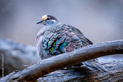 bronzewing pigeon resting on a branch, its feathers shimmering with iridescent greens and blues