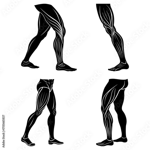 Illustration showing different views of human leg muscles in black and white anatomical representation