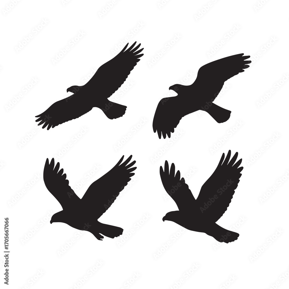 Obraz premium Bird in Flight Silhouette