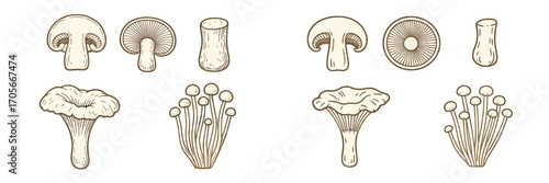 Variety of hand-drawn edible and wild mushrooms, featuring different types like button, chanterelle, and enoki, in a natural style
