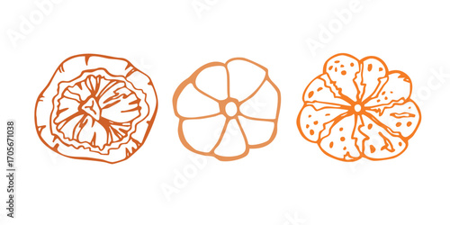 Bold and original linear vector illustration set of three pumpkins from above. For logo, menu, cooking, autumn harvest, Halloween, Thanksgiving. Hand-drawn in doodle style.