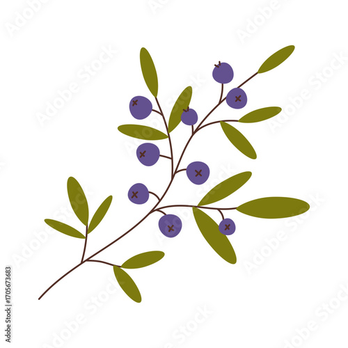 Isolated blueberry branch with berries and leaves.