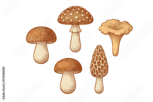 Detailed vintage botanical collection of wild forest mushrooms, including edible and poisonous varieties