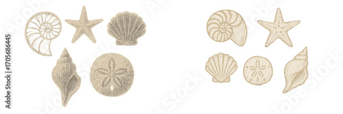Assortment of marine seashells, starfish, and sand dollar with a textured appearance on a clean white background