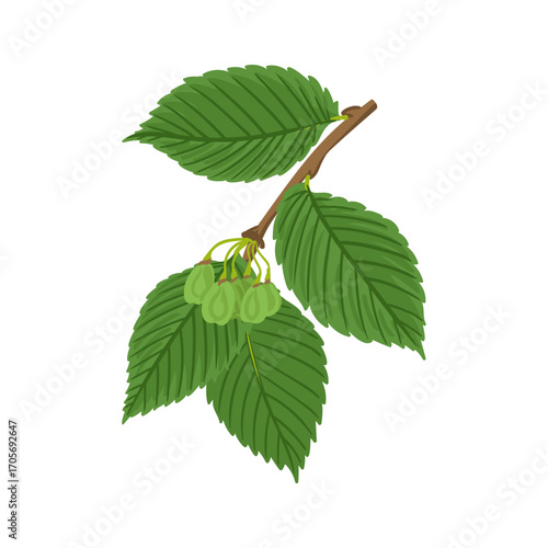 vector drawing branch of white elm tree with green leaves and seeds, Ulmus americana isolated at white background, hand drawn illustration