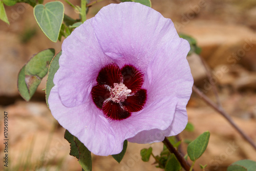 Flower of Sturt's Desert Rose (Gossypium sturtianum), Northern Territory, Australia