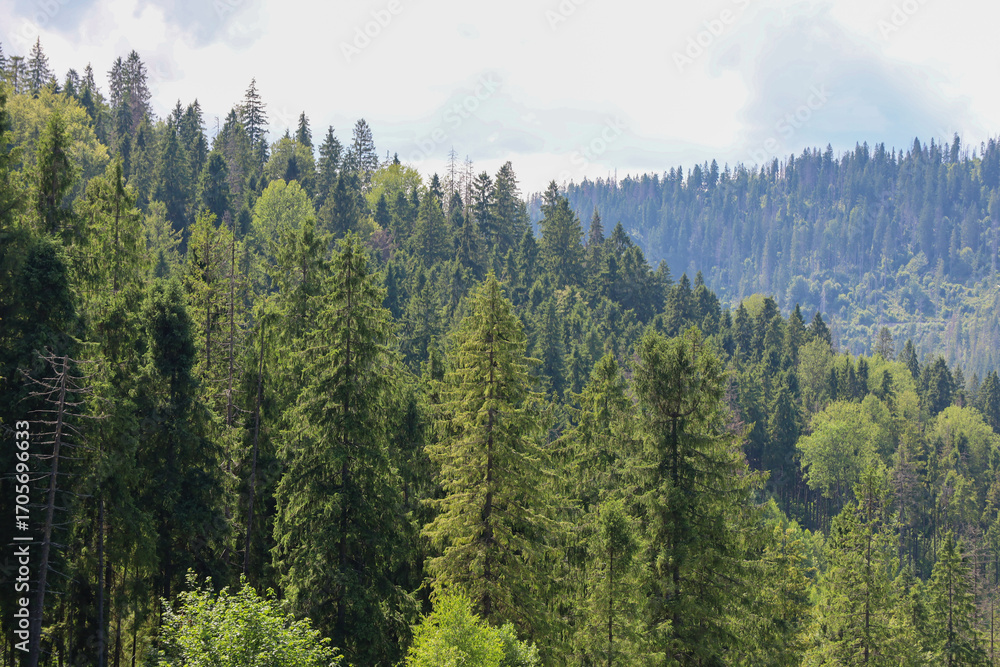 Fototapeta premium Endless mountain slopes covered with a dense coniferous forest stretch to the horizon under a cloudy sky. In the foreground, tall spruces and other trees are visible, creating a panoramic view.