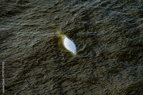 White whale (Belukha, Delphinapterus leucas) in the dark autumn waters of the Anadyr Bay of the Bering Sea. Diving, exhaling (a faint fountain, but a blowhole is visible). View from above