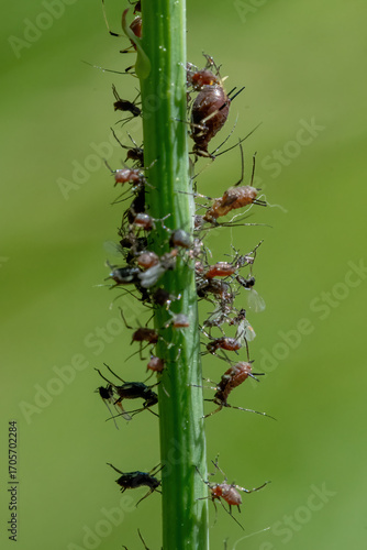 Ants and aphids on a blade of grass.