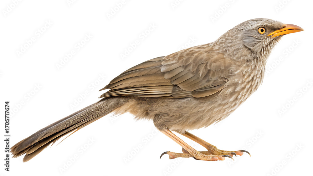 Fototapeta premium A grayish-brown bird