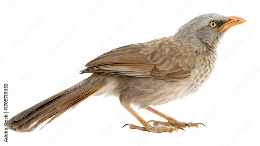 Fototapeta premium common house sparrow