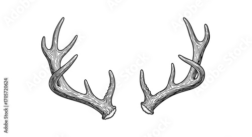 Detailed Sketch of Deer Antlers on a White Background.