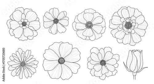 Collection of Hand Drawn Flower Illustrations in Sketch Style.