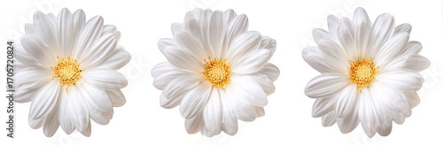 Three white daisy flowers with yellow centers in a row, isolated against a plain background in a soft, natural light