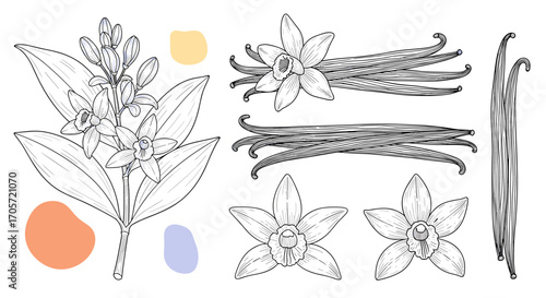 Vanilla bean plant flowers and pods botanical illustration.