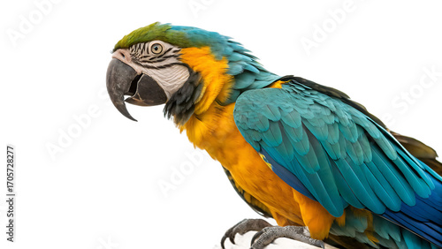 blue and yellow macaw