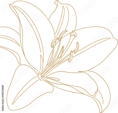 Elegant Line Drawing of a Lily Flower