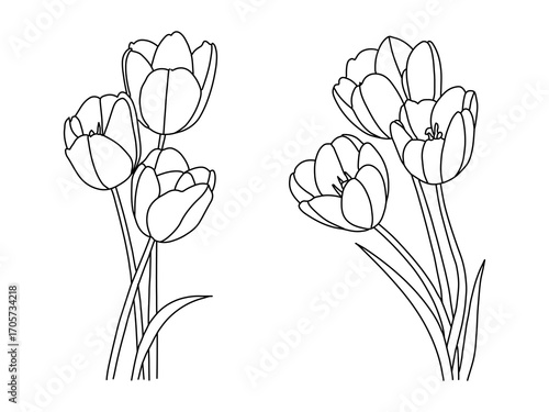 Hand drawn line of  Tulips,Tulip line art set inimalist botanimcal Illustrations.Modern spring flowers sketch,Vector illustration