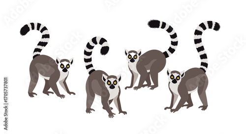 A group of ring tailed lemurs stand on a white background.