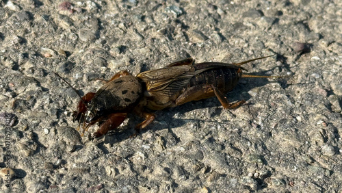 Mole cricket running along a field path
