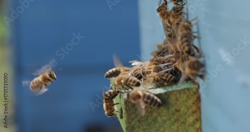 Honey bees fly near a beehive. Bees are best known to humans for their ecological roles as pollinators. Honey bees flying into wooden beehives.