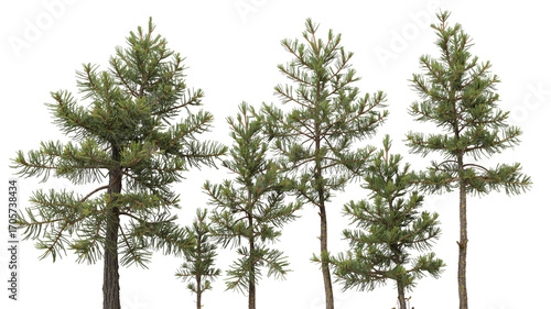 Four Young Pine Trees Isolated on Transparent Background