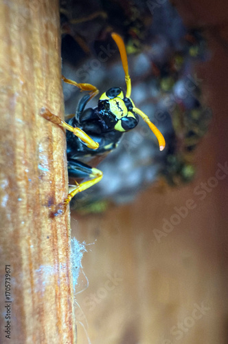Wasp sitting on a wasp nest