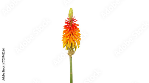 Vibrant Red and Yellow Kniphofia Flower on Transparent Background